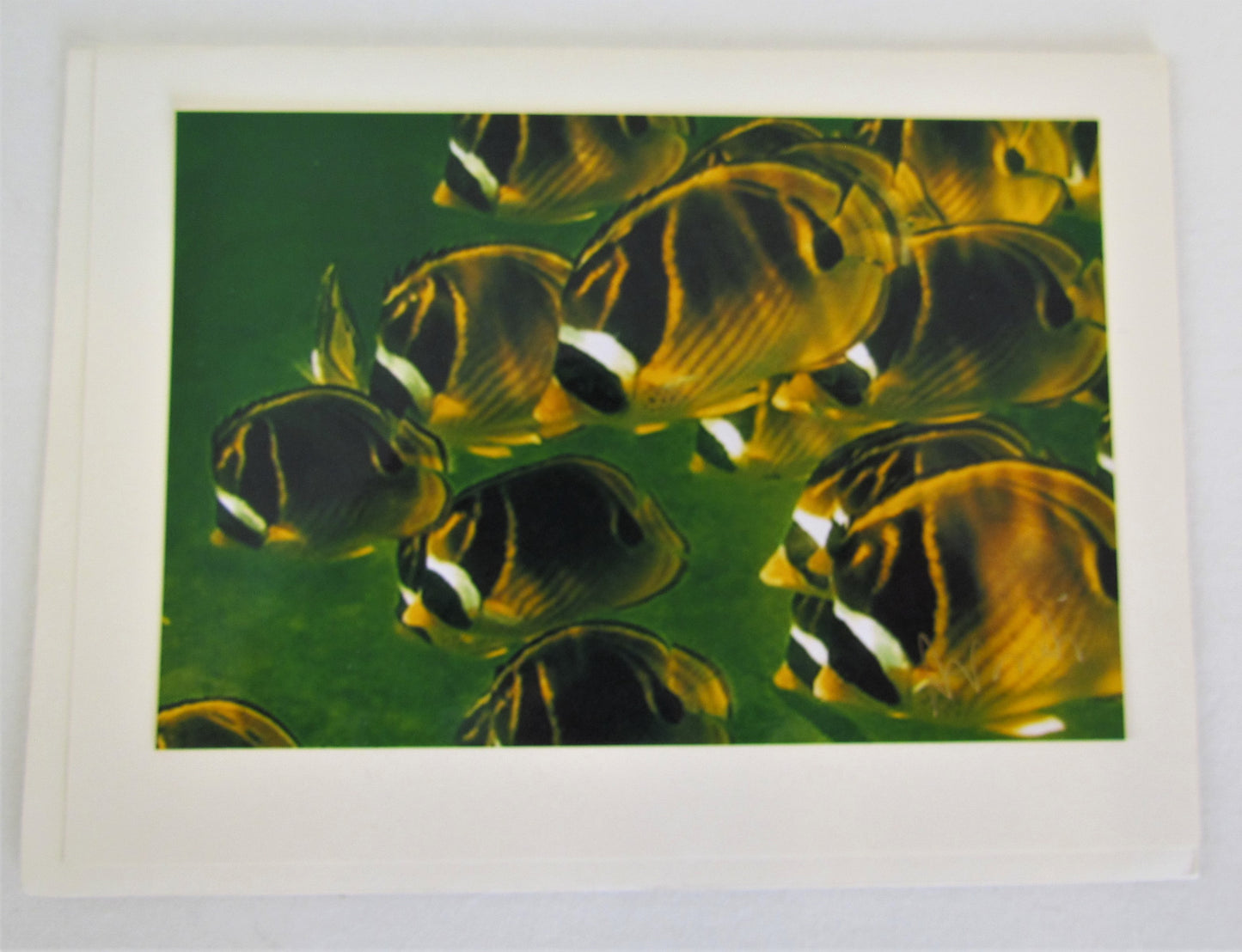 Avanti Photography Greeting Cards