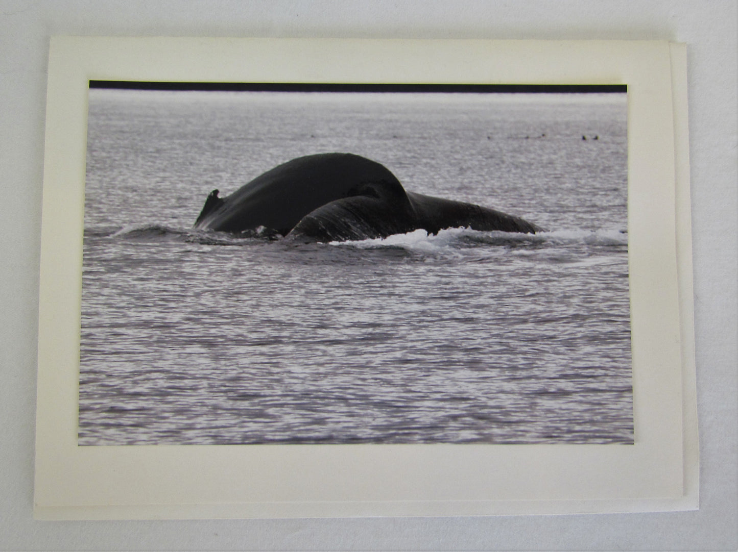 Avanti Photography Greeting Cards