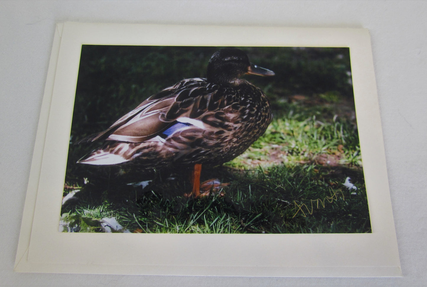 Avanti Photography Greeting Cards